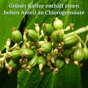 Grüner Kaffee enthält einen hohen Anteil an Chlorogensäure